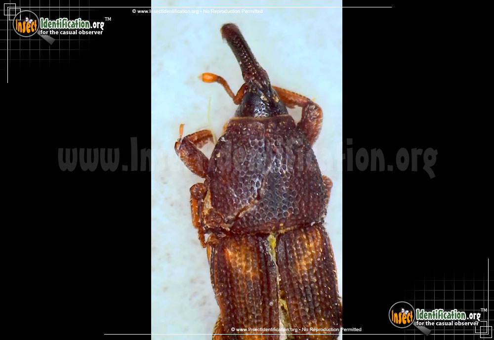 Full-sized image of the Rice-Weevil-Beetle