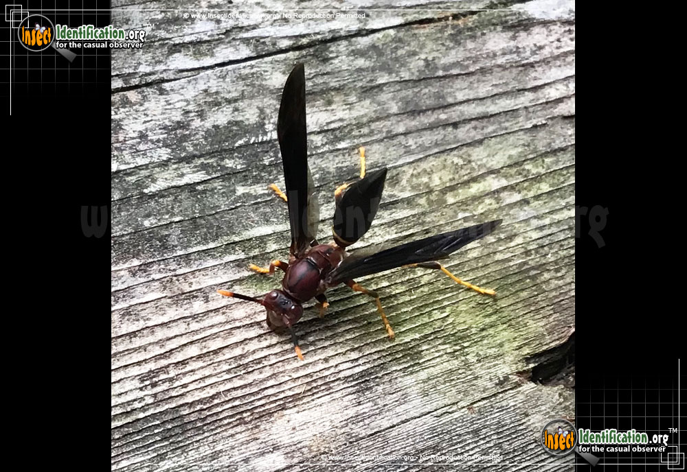 Full-sized image of the Ringed-Paper-Wasp
