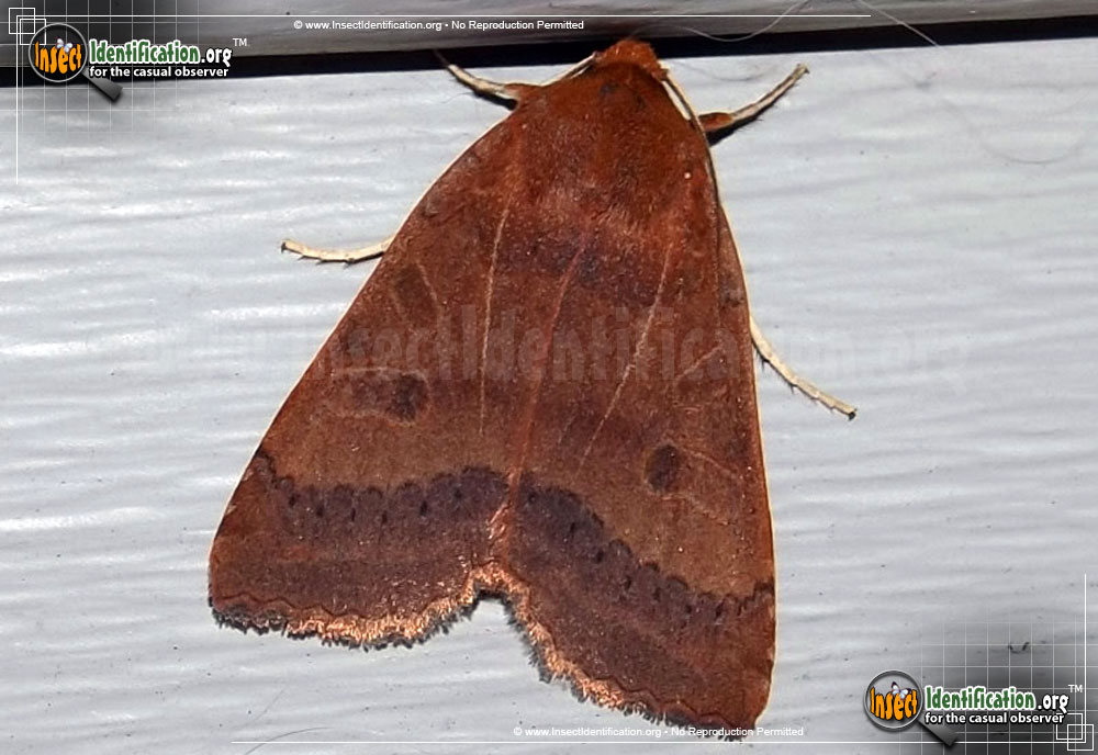 Full-sized image of the Roadside-Sallow-Moth