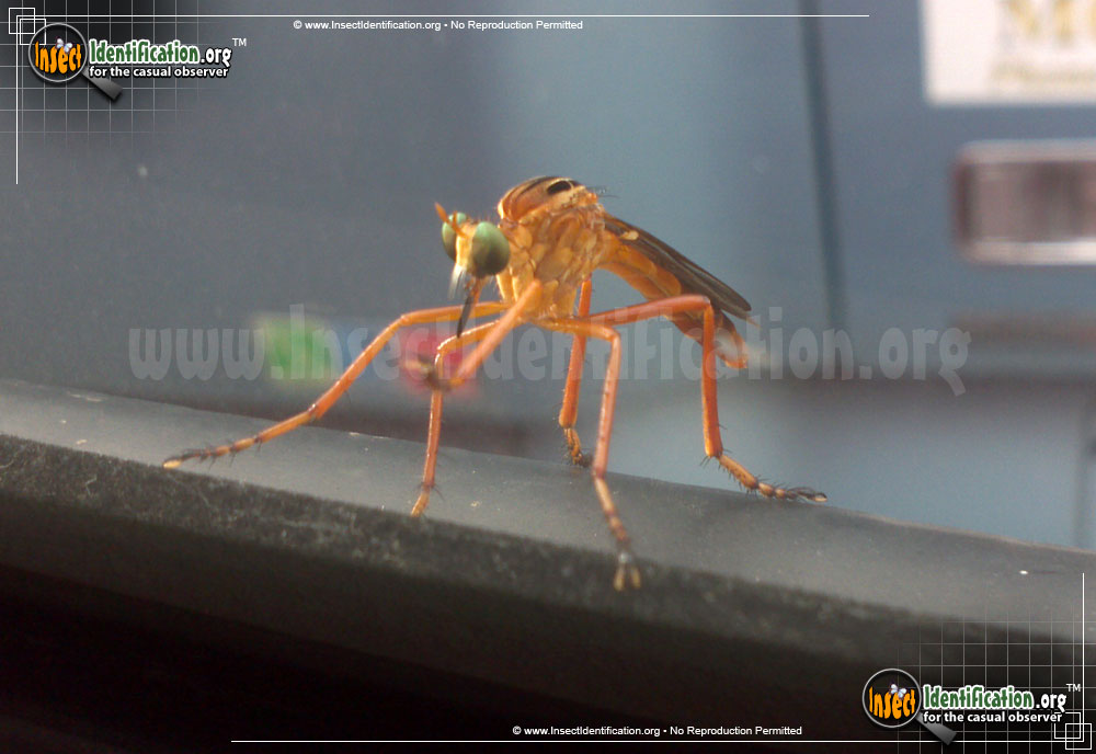 Full-sized image #4 of the Robberfly-Diogmites