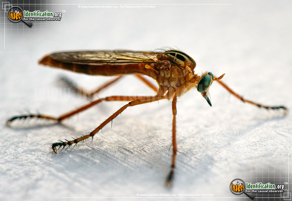 Full-sized image of the Robberfly-Diogmites