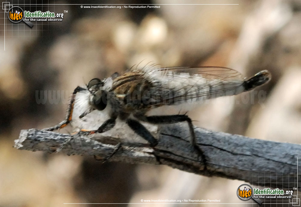 Full-sized image #5 of the Robberfly-Efferia