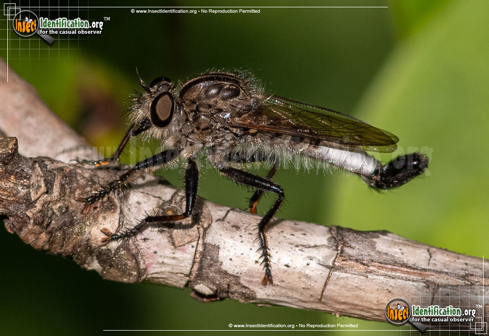 Full-sized image of the Robberfly-Efferia