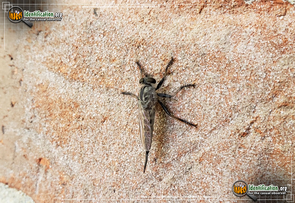 Full-sized image #4 of the Robberfly-Efferia