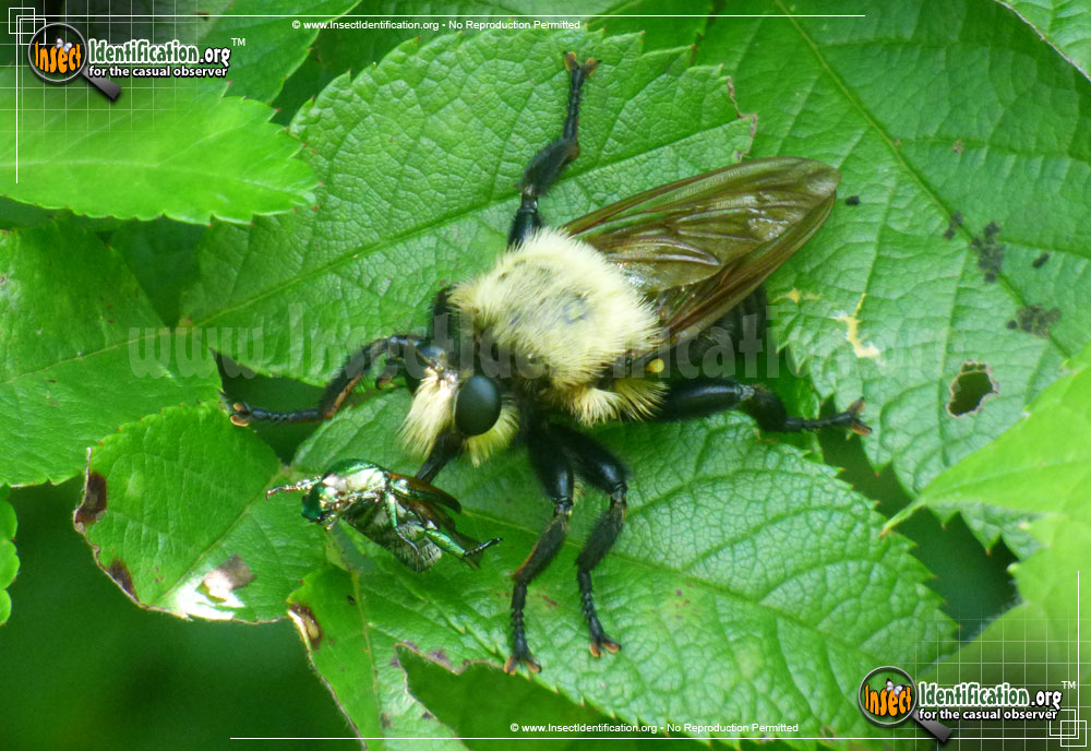 Full-sized image of the Robberfly-Laphria-Astur