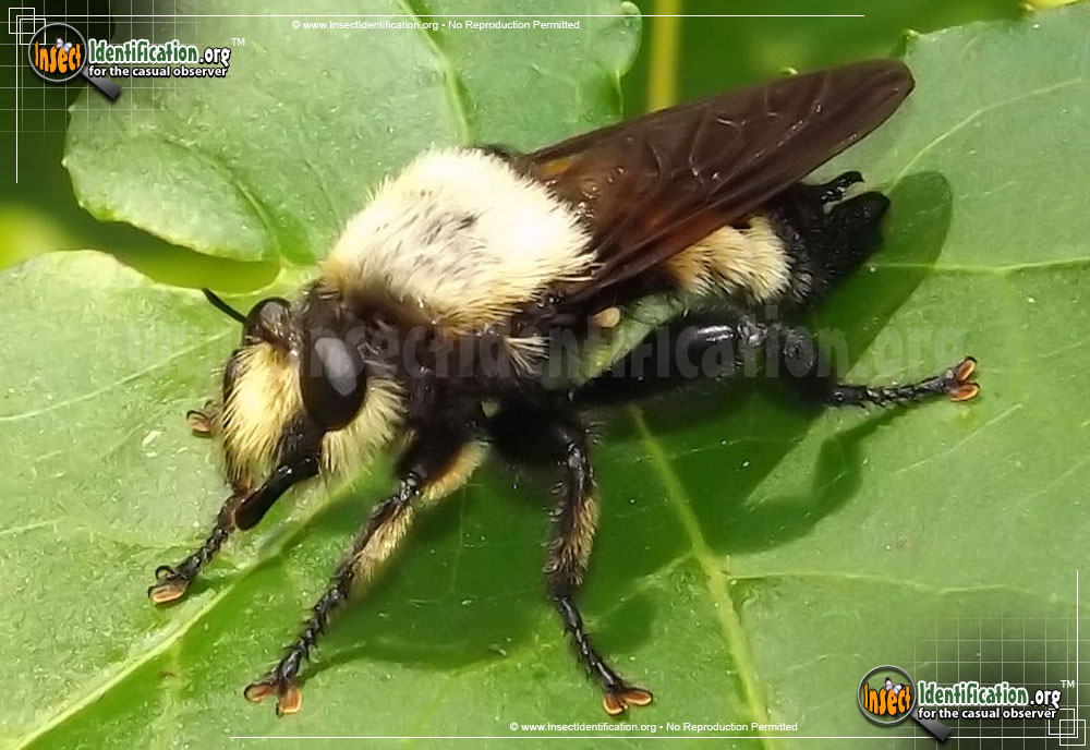 Full-sized image of the Robberfly-Laphria-Grossa