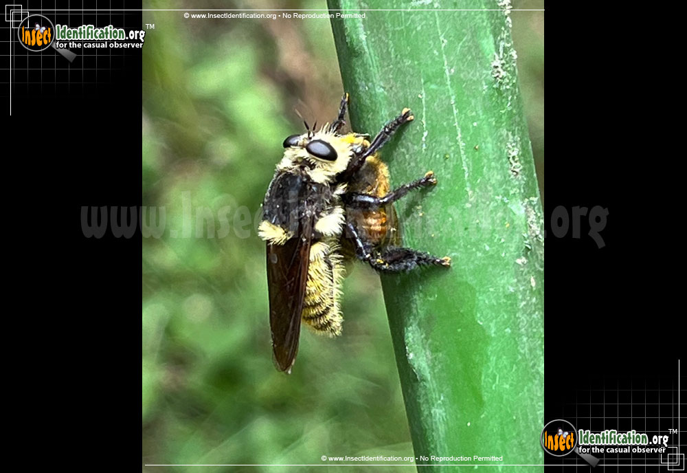 Full-sized image #2 of the Robberfly-Laphria-Grossa