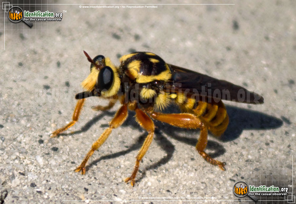 Full-sized image of the Robberfly-Laphria-Saffrana