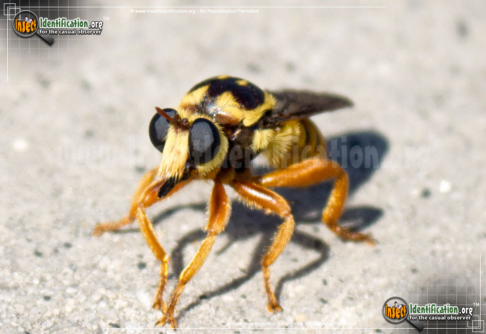 Full-sized image #2 of the Robberfly-Laphria-Saffrana