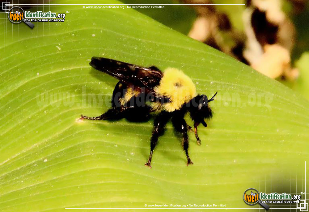 Full-sized image #3 of the Robber-Fly-Laphria-thoracica