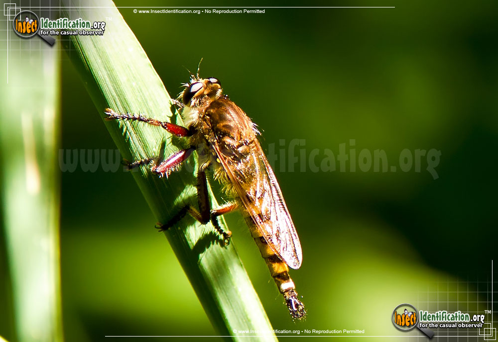 Full-sized image #2 of the Robberfly-Promachus-Hinei