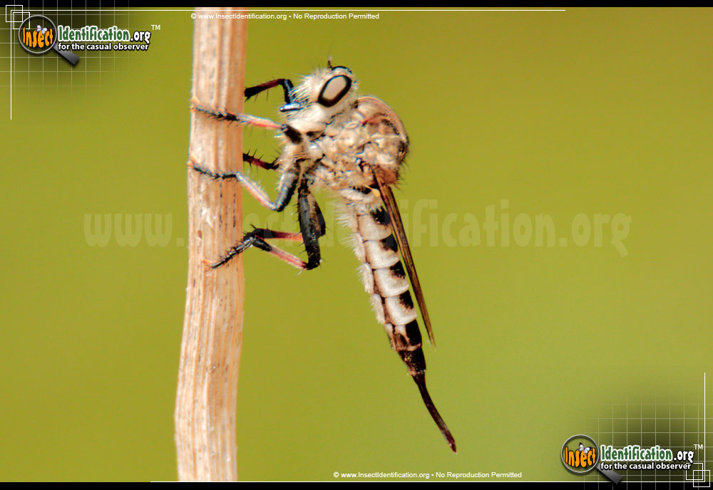 Full-sized image #3 of the Robberfly-Promachus-Hinei