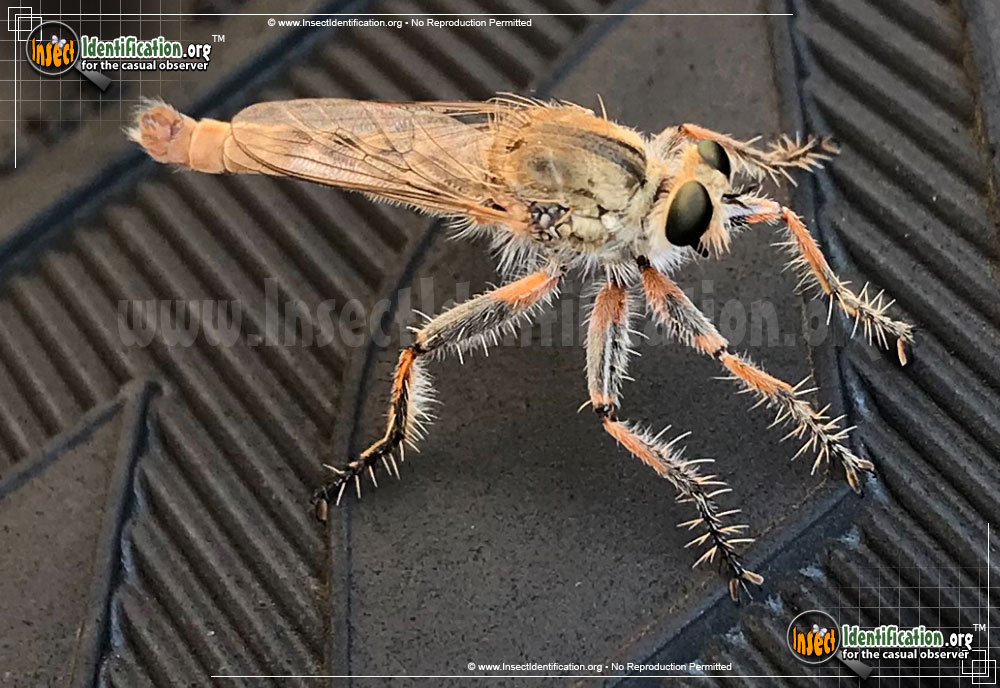 Full-sized image #5 of the Robber-Fly
