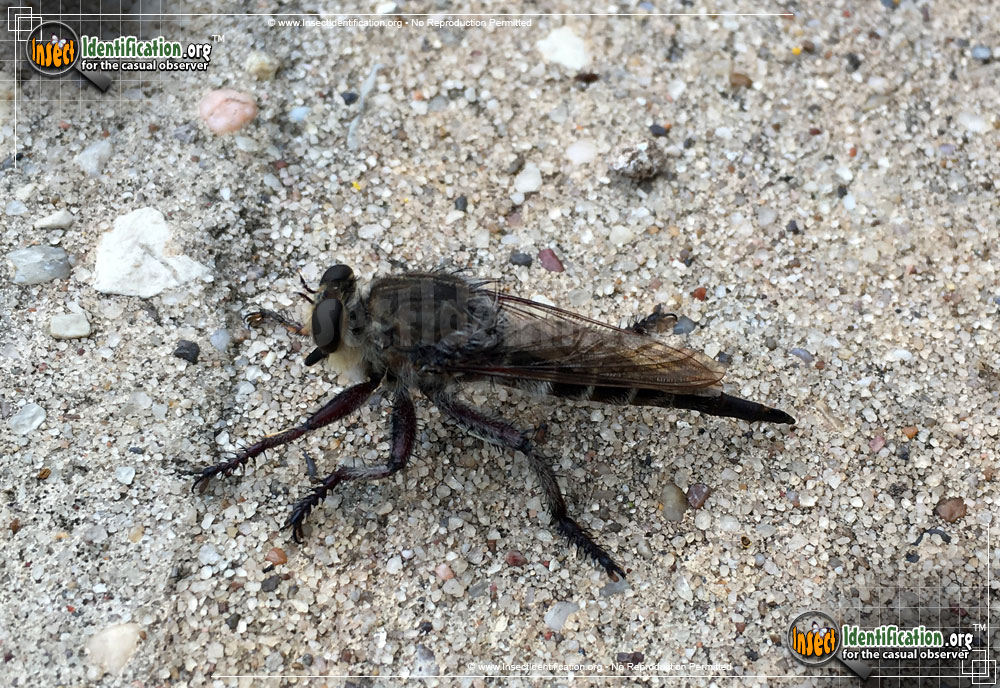 Full-sized image #3 of the Robber-Fly