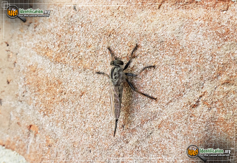 Full-sized image #4 of the Robber-Fly