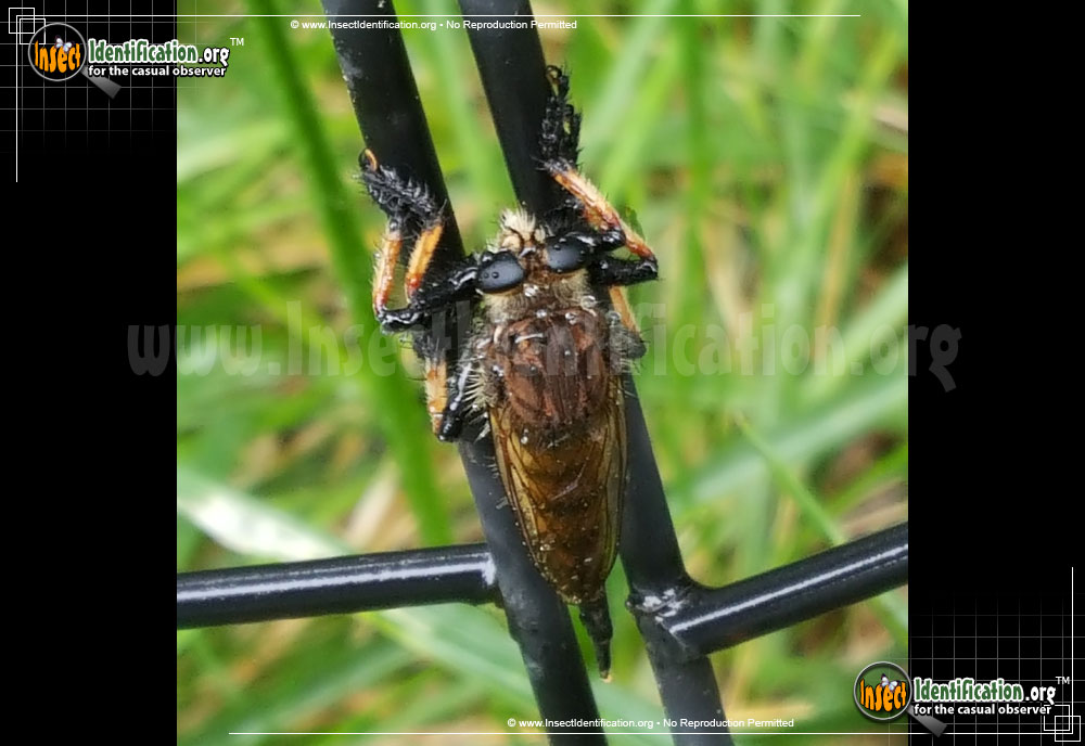 Full-sized image #2 of the Robber-Fly