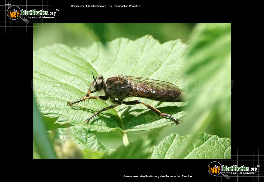 Full-sized image #6 of the Robber-Fly