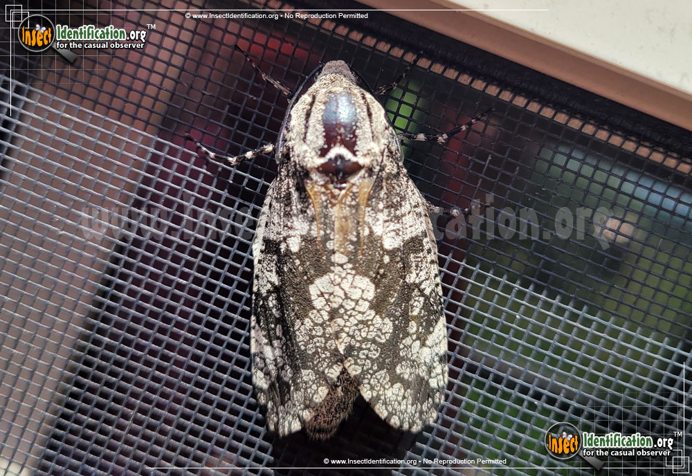 Full-sized image #2 of the Robins-Carpenterworm-Moth
