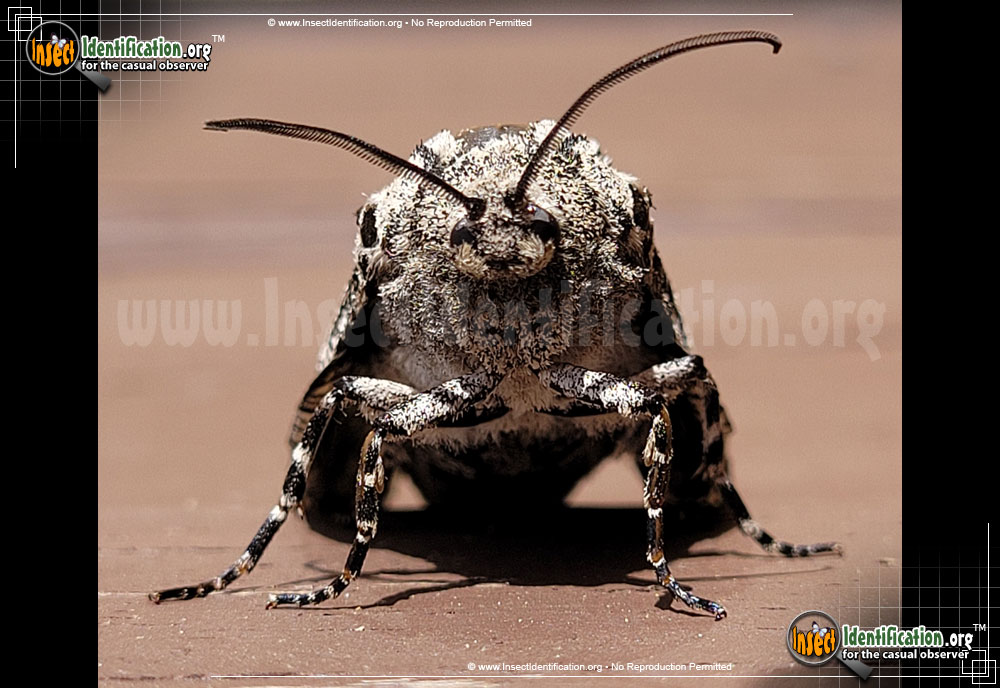 Full-sized image #3 of the Robins-Carpenterworm-Moth