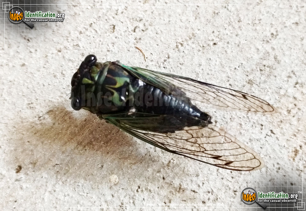 Full-sized image #2 of the Robinsons-Annual-Cicada