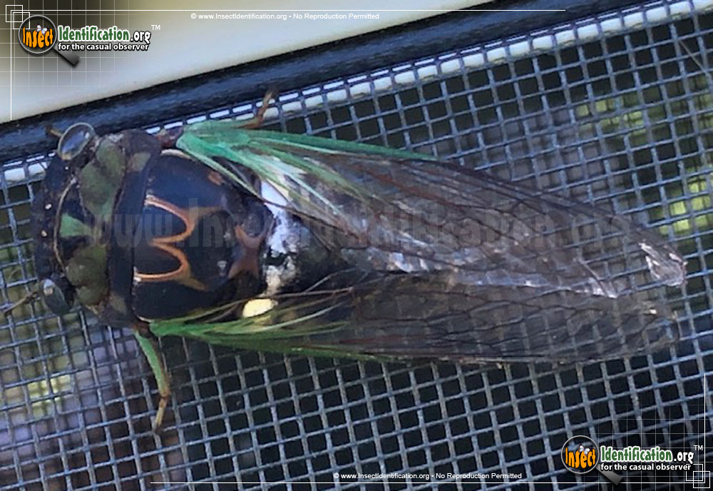 Full-sized image of the Robinsons-Annual-Cicada
