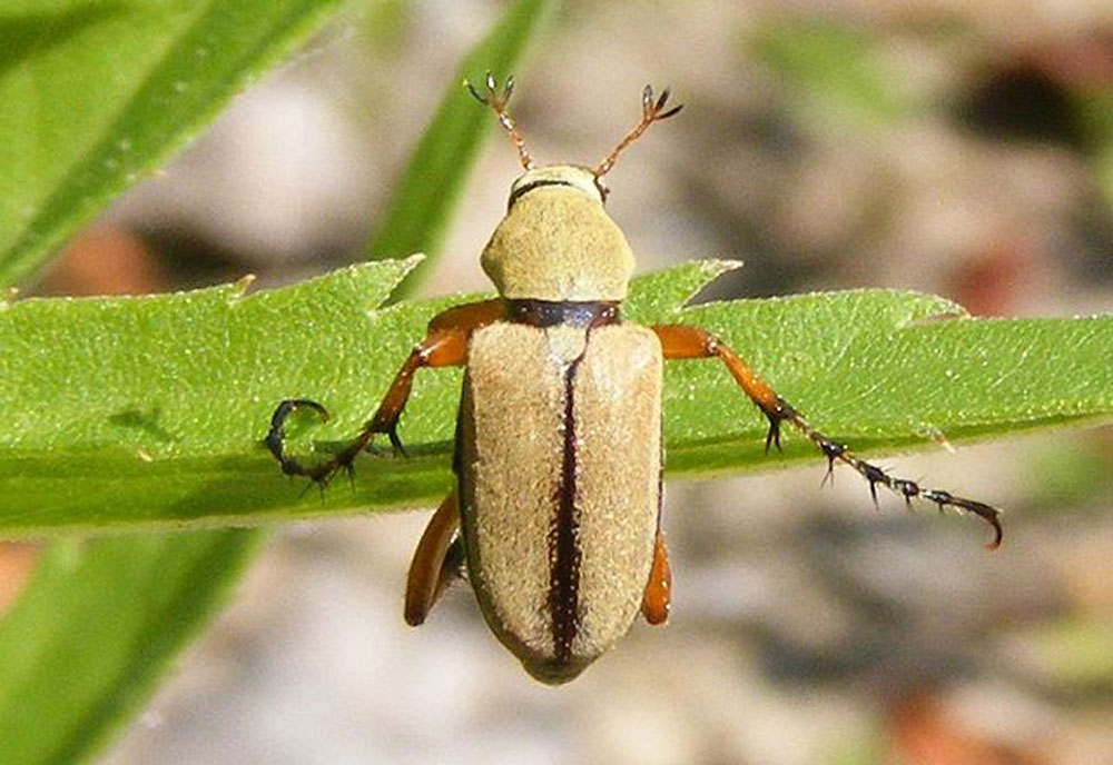 Full-sized image #2 of the Rose-Chafer
