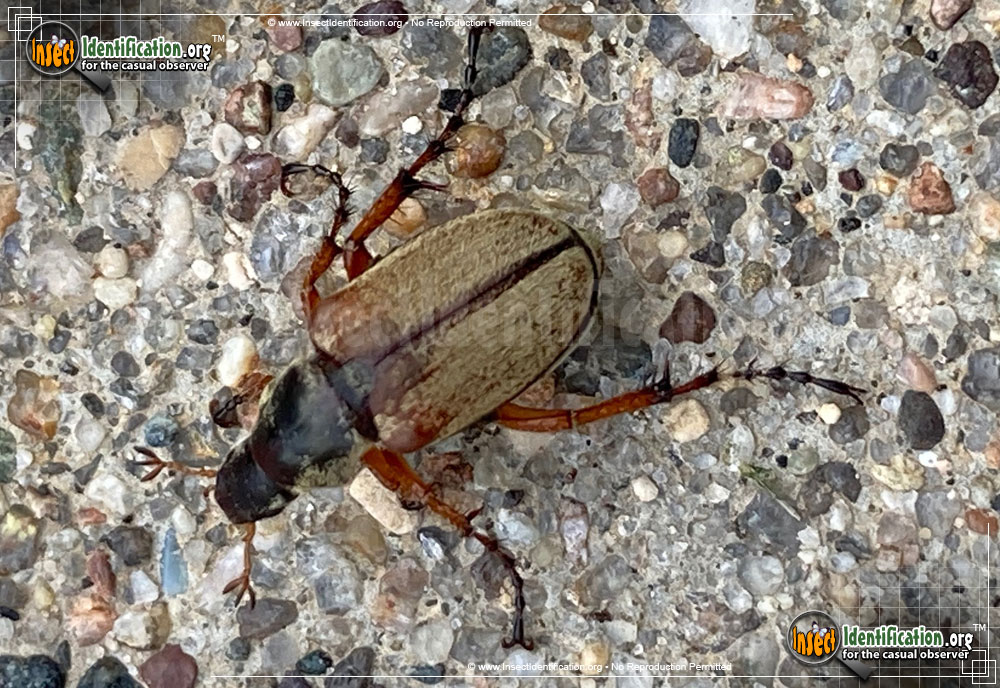 Full-sized image #3 of the Rose-Chafer