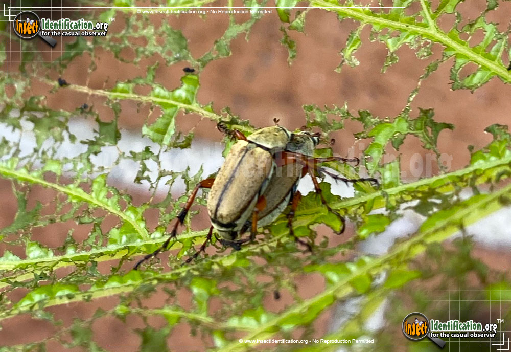 Full-sized image of the Rose-Chafer