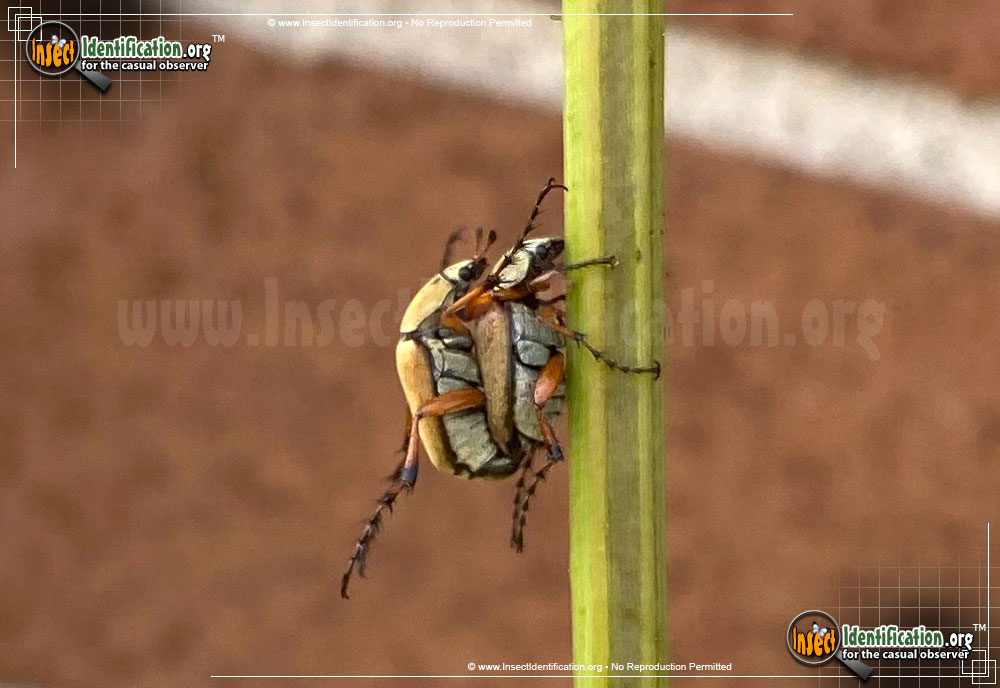 Full-sized image #4 of the Rose-Chafer