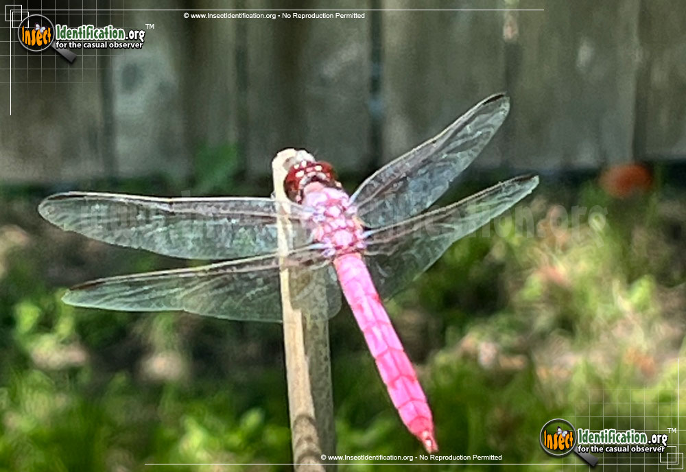 Full-sized image of the Roseate-Skimmer-Dragonfly