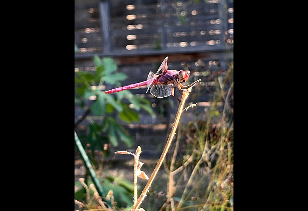 Full-sized image #3 of the Roseate-Skimmer-Dragonfly
