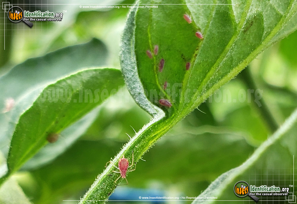Full-sized image #3 of the Rosy-Apple-Aphid
