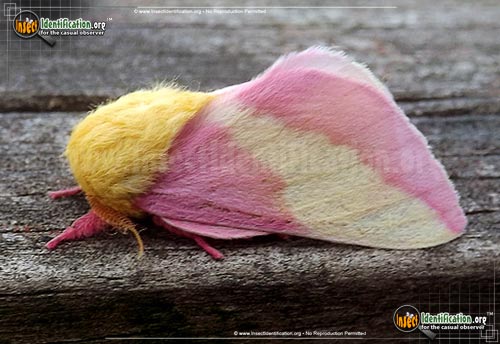 Full-sized image #4 of the Rosy-Maple-Moth