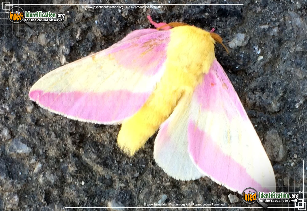 Full-sized image #2 of the Rosy-Maple-Moth