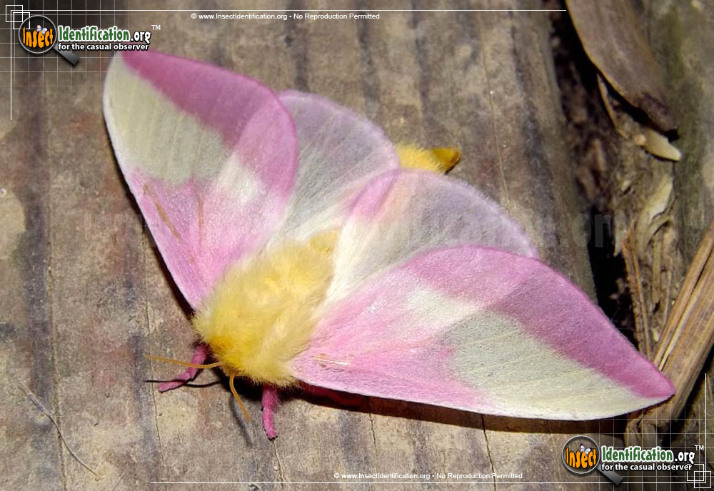 Full-sized image of the Rosy-Maple-Moth