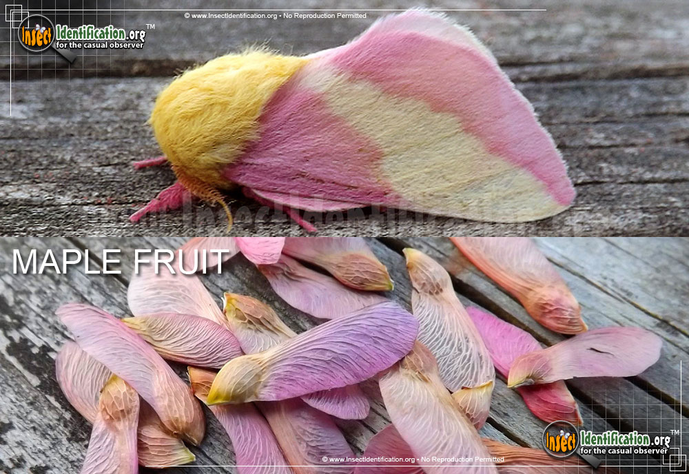 Full-sized image #3 of the Rosy-Maple-Moth