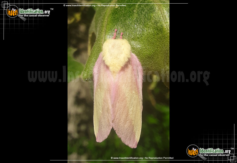 Full-sized image #9 of the Rosy-Maple-Moth