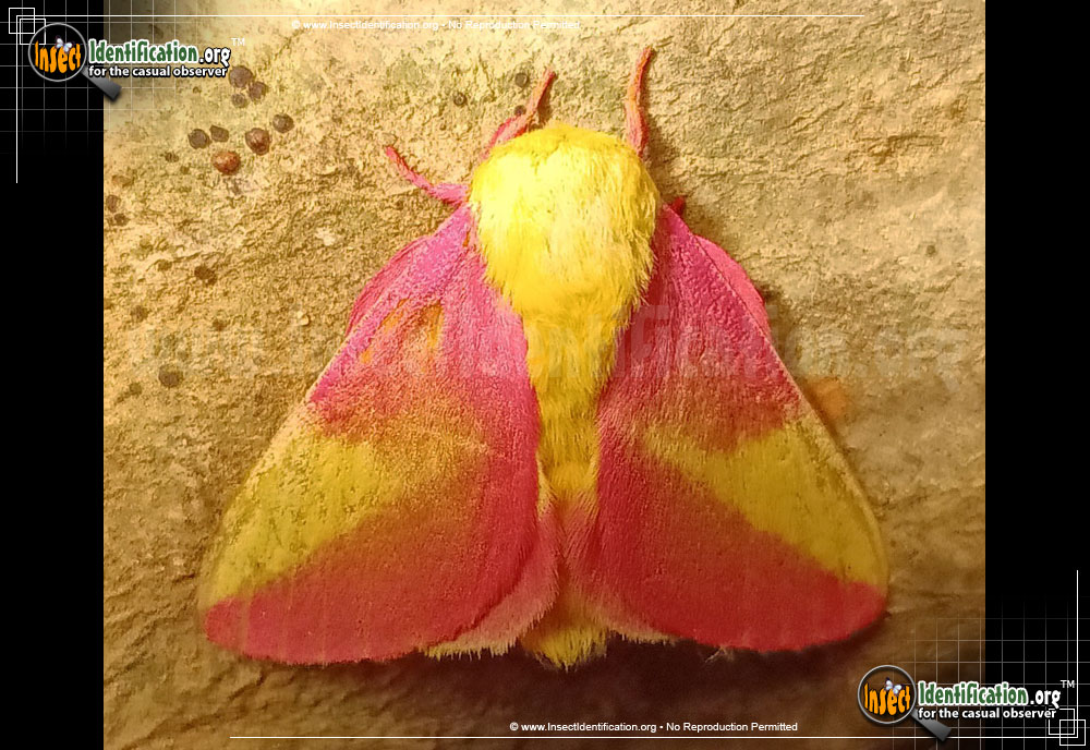 Full-sized image #8 of the Rosy-Maple-Moth