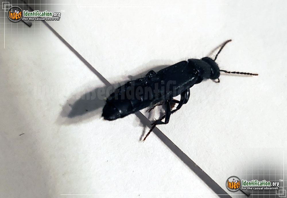 Full-sized image #3 of the Rove-Beetle