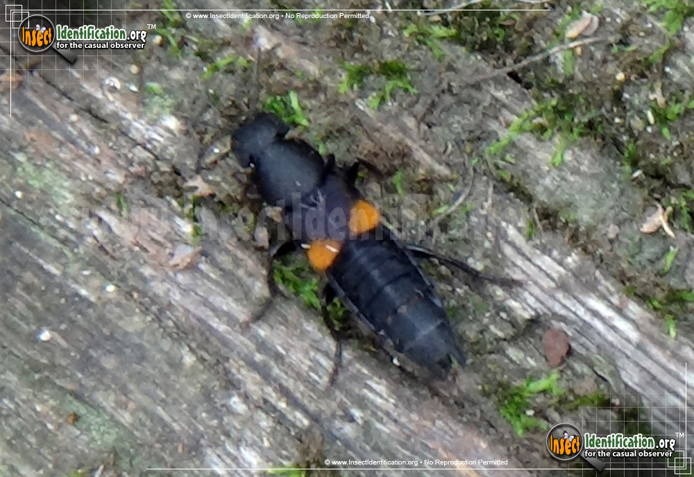 Full-sized image #4 of the Rove-Beetle