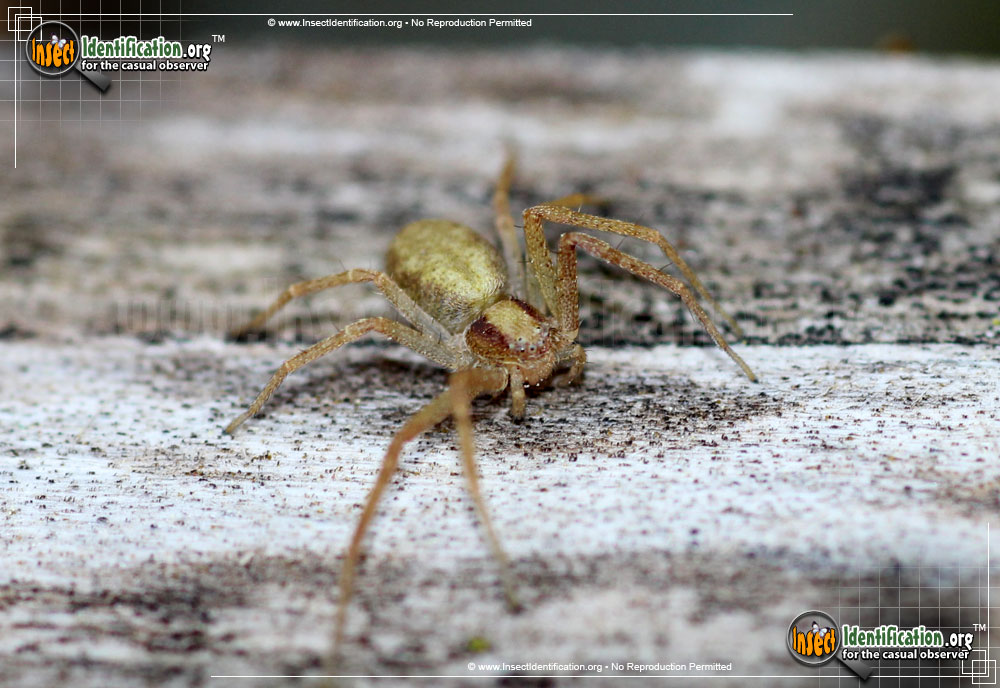 Full-sized image of the Running-Crab-Spider-Philodromus-rufus