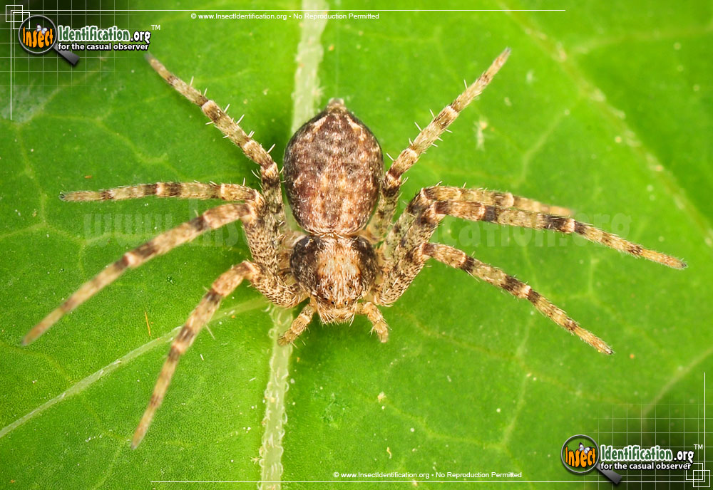 Full-sized image of the Running-Crab-Spider