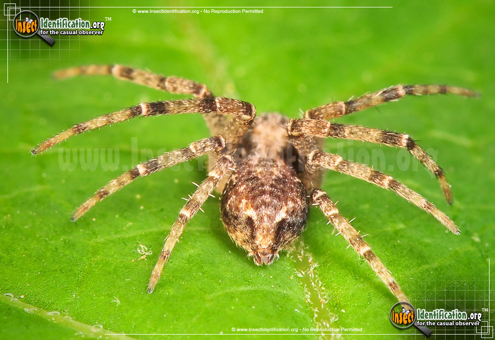 Full-sized image #4 of the Running-Crab-Spider