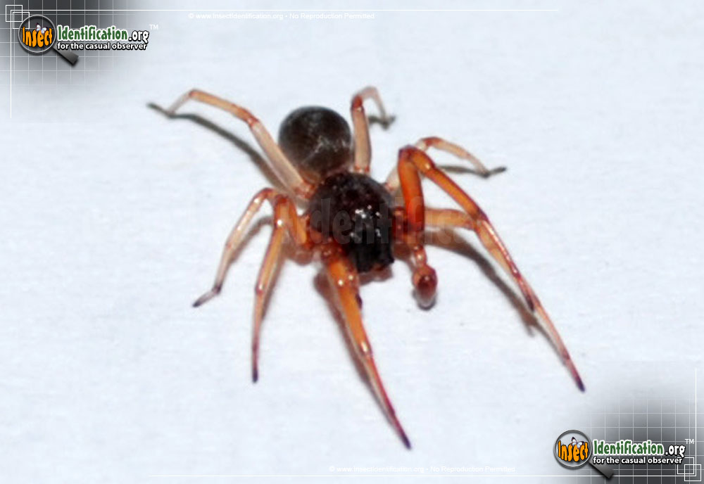 Full-sized image of the Running-Spider
