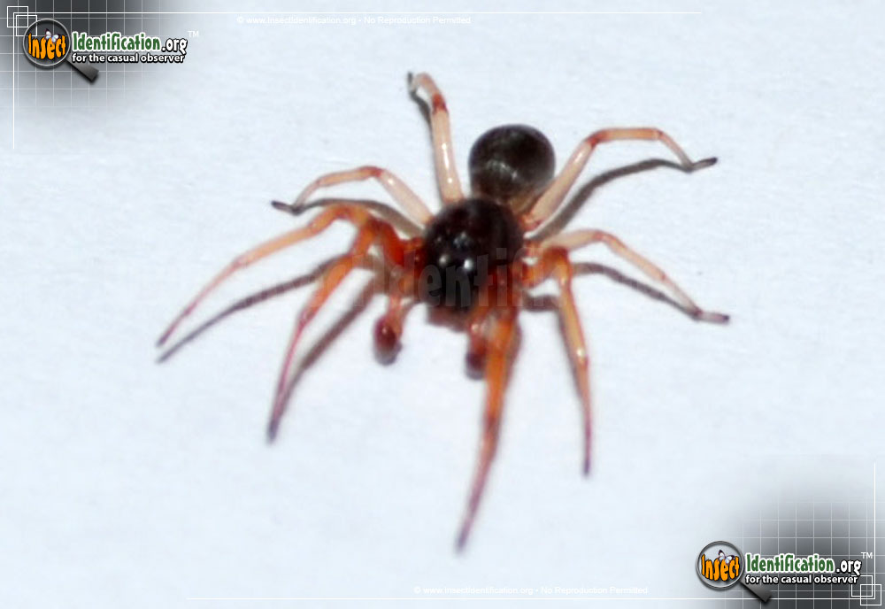 Full-sized image of the Running-Spider