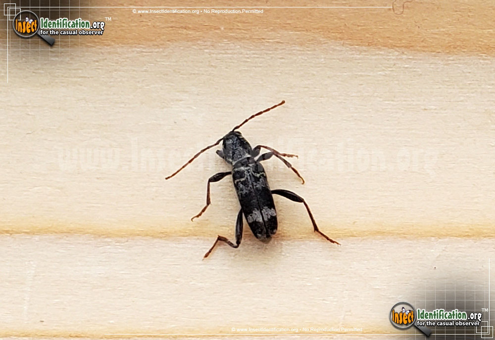 Full-sized image #2 of the Rustic-Borer-Beetle