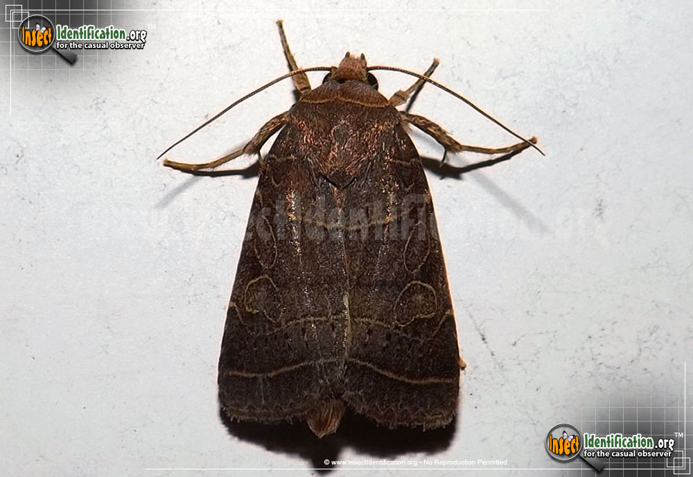 Full-sized image of the Rustic-Quaker-Moth