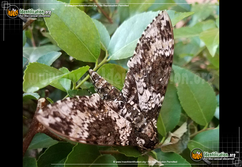 Full-sized image #7 of the Rustic-Sphinx-Moth