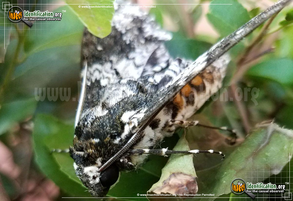 Full-sized image #6 of the Rustic-Sphinx-Moth