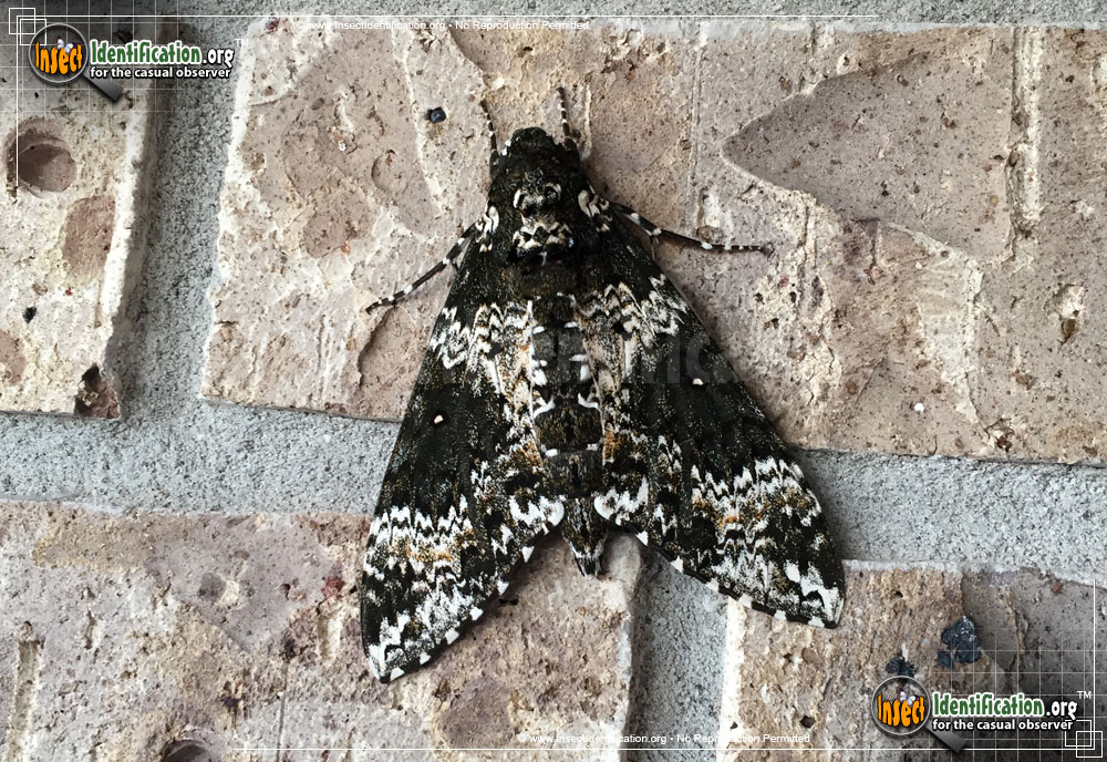 Full-sized image of the Rustic-Sphinx-Moth